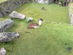 18032011918 - Lamas in Machu Picchu
