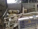05102010258 - Die Schafe