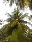 28122010522 - Eine Kokospalme